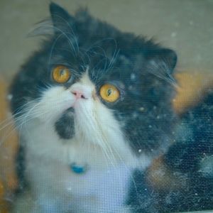 Meet your Posher, Niki